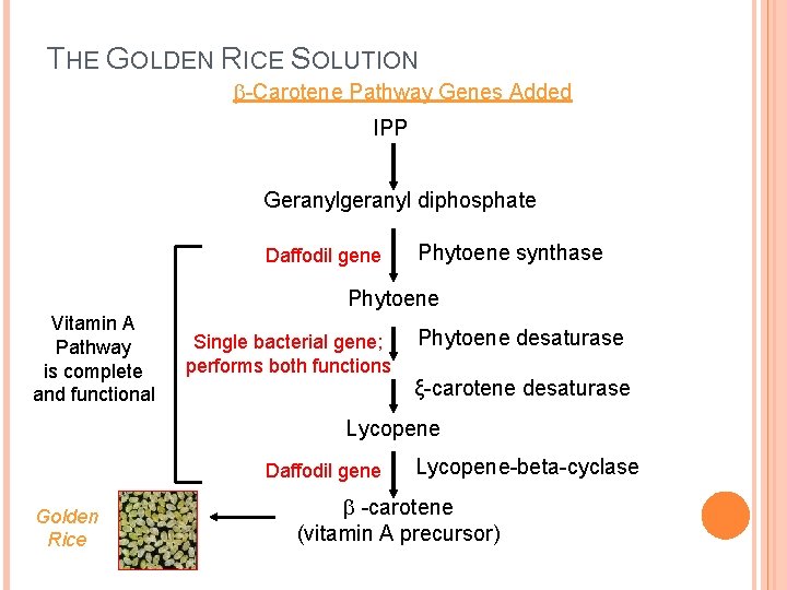 THE GOLDEN RICE SOLUTION -Carotene Pathway Genes Added IPP Geranylgeranyl diphosphate Daffodil gene Phytoene THE GOLDEN RICE SOLUTION -Carotene Pathway Genes Added IPP Geranylgeranyl diphosphate Daffodil gene Phytoene