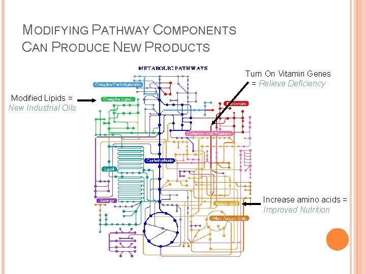 MODIFYING PATHWAY COMPONENTS CAN PRODUCE NEW PRODUCTS Turn On Vitamin Genes = Relieve Deficiency MODIFYING PATHWAY COMPONENTS CAN PRODUCE NEW PRODUCTS Turn On Vitamin Genes = Relieve Deficiency