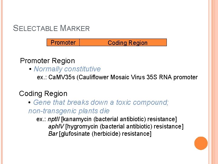 SELECTABLE MARKER Promoter Coding Region Promoter Region • Normally constitutive ex. : Ca. MV SELECTABLE MARKER Promoter Coding Region Promoter Region • Normally constitutive ex. : Ca. MV