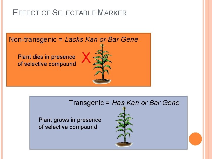 EFFECT OF SELECTABLE MARKER Non-transgenic = Lacks Kan or Bar Gene Plant dies in EFFECT OF SELECTABLE MARKER Non-transgenic = Lacks Kan or Bar Gene Plant dies in