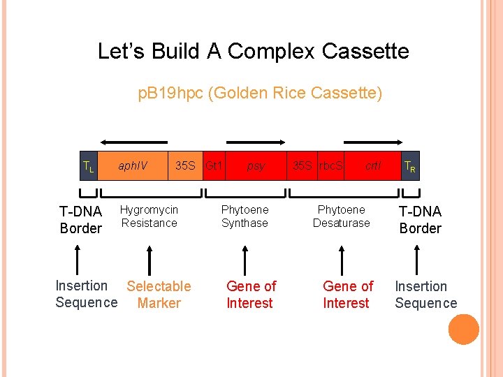 Let’s Build A Complex Cassette p. B 19 hpc (Golden Rice Cassette) TL T-DNA Let’s Build A Complex Cassette p. B 19 hpc (Golden Rice Cassette) TL T-DNA