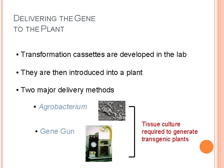 DELIVERING THE GENE TO THE PLANT • Transformation cassettes are developed in the lab DELIVERING THE GENE TO THE PLANT • Transformation cassettes are developed in the lab
