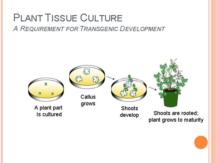 PLANT TISSUE CULTURE A REQUIREMENT FOR TRANSGENIC DEVELOPMENT A plant part Is cultured Callus PLANT TISSUE CULTURE A REQUIREMENT FOR TRANSGENIC DEVELOPMENT A plant part Is cultured Callus