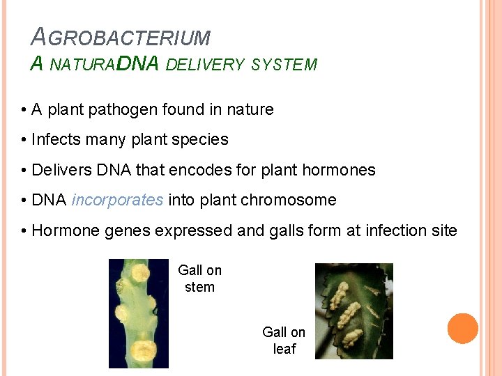 AGROBACTERIUM A NATURALDNA DELIVERY SYSTEM • A plant pathogen found in nature • Infects AGROBACTERIUM A NATURALDNA DELIVERY SYSTEM • A plant pathogen found in nature • Infects