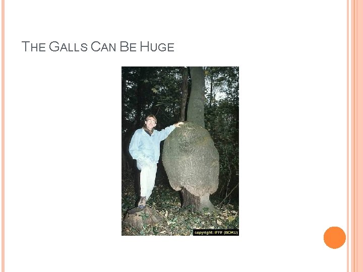 THE GALLS CAN BE HUGE THE GALLS CAN BE HUGE