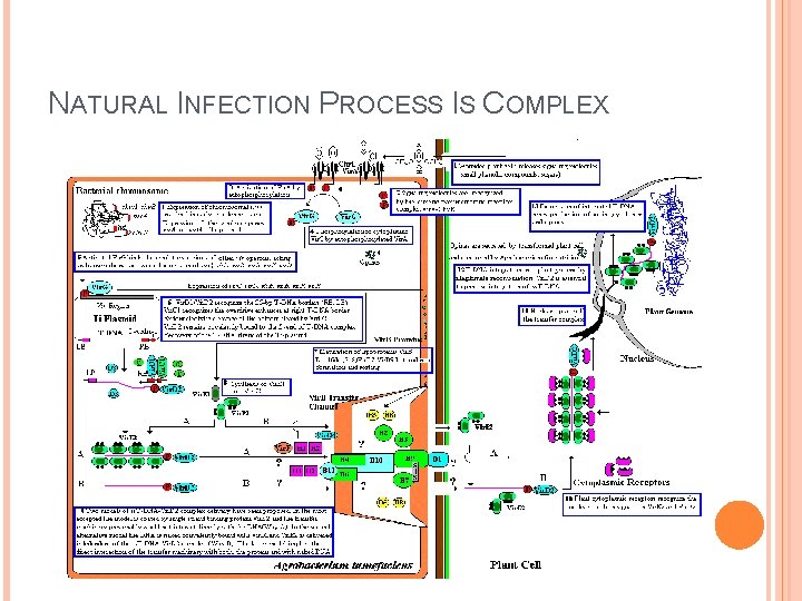 NATURAL INFECTION PROCESS IS COMPLEX NATURAL INFECTION PROCESS IS COMPLEX