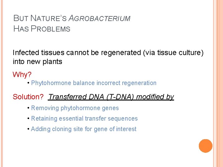 BUT NATURE’S AGROBACTERIUM HAS PROBLEMS Infected tissues cannot be regenerated (via tissue culture) into BUT NATURE’S AGROBACTERIUM HAS PROBLEMS Infected tissues cannot be regenerated (via tissue culture) into