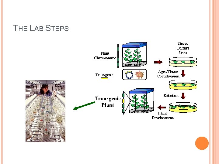 THE LAB STEPS THE LAB STEPS