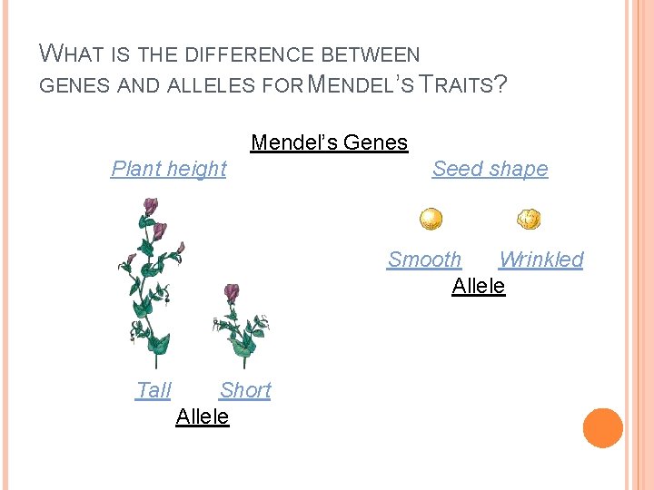 WHAT IS THE DIFFERENCE BETWEEN GENES AND ALLELES FOR MENDEL’S TRAITS? Mendel’s Genes Plant WHAT IS THE DIFFERENCE BETWEEN GENES AND ALLELES FOR MENDEL’S TRAITS? Mendel’s Genes Plant