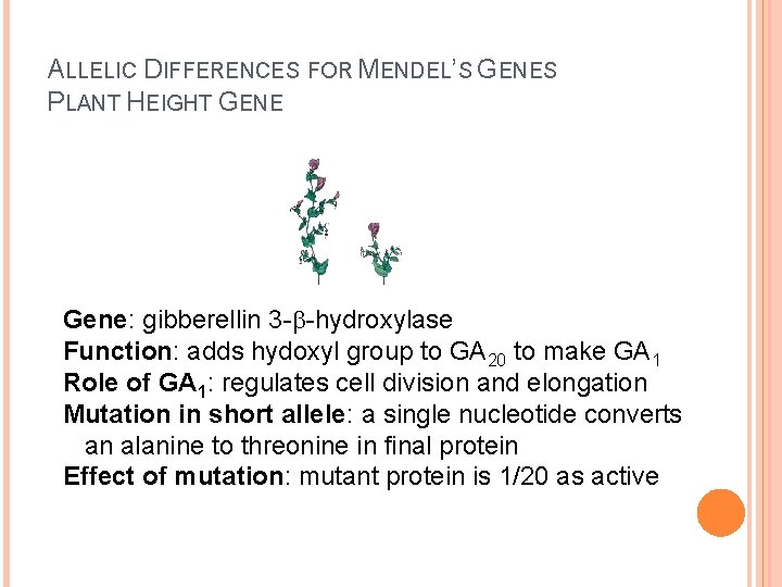 ALLELIC DIFFERENCES FOR MENDEL’S GENES PLANT HEIGHT GENE Gene: gibberellin 3 - -hydroxylase Function: ALLELIC DIFFERENCES FOR MENDEL’S GENES PLANT HEIGHT GENE Gene: gibberellin 3 - -hydroxylase Function: