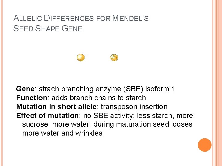 ALLELIC DIFFERENCES FOR MENDEL’S SEED SHAPE GENE Gene: strach branching enzyme (SBE) isoform 1 ALLELIC DIFFERENCES FOR MENDEL’S SEED SHAPE GENE Gene: strach branching enzyme (SBE) isoform 1