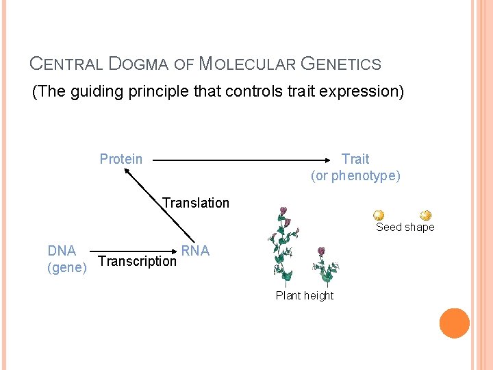 CENTRAL DOGMA OF MOLECULAR GENETICS (The guiding principle that controls trait expression) Trait (or CENTRAL DOGMA OF MOLECULAR GENETICS (The guiding principle that controls trait expression) Trait (or