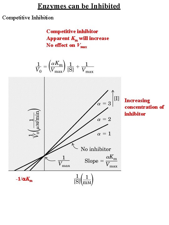 Enzymes can be Inhibited Competitive Inhibition Competitive inhibitor Apparent Km will increase No effect