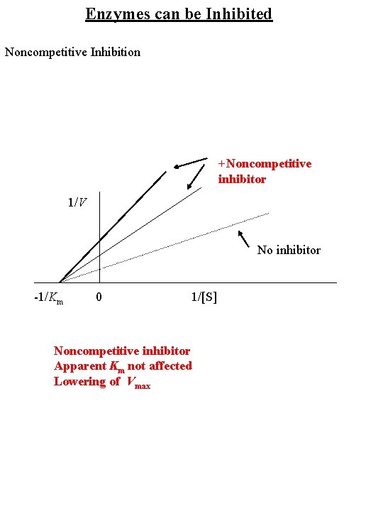 Enzymes can be Inhibited Noncompetitive Inhibition +Noncompetitive inhibitor 1/V No inhibitor -1/Km 0 1/[S]