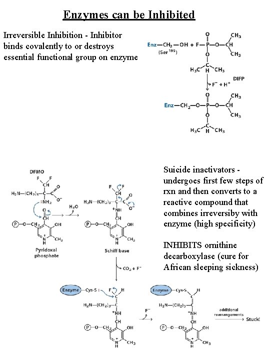Enzymes can be Inhibited Irreversible Inhibition - Inhibitor binds covalently to or destroys essential