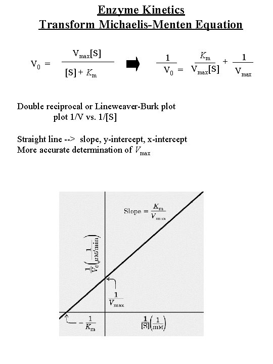 Enzyme Kinetics Transform Michaelis-Menten Equation V 0 = Vmax[S] + Km Km 1 1