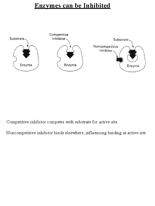 Enzymes can be Inhibited Competitive inhibitor competes with substrate for active site Noncompetitive inhibitor