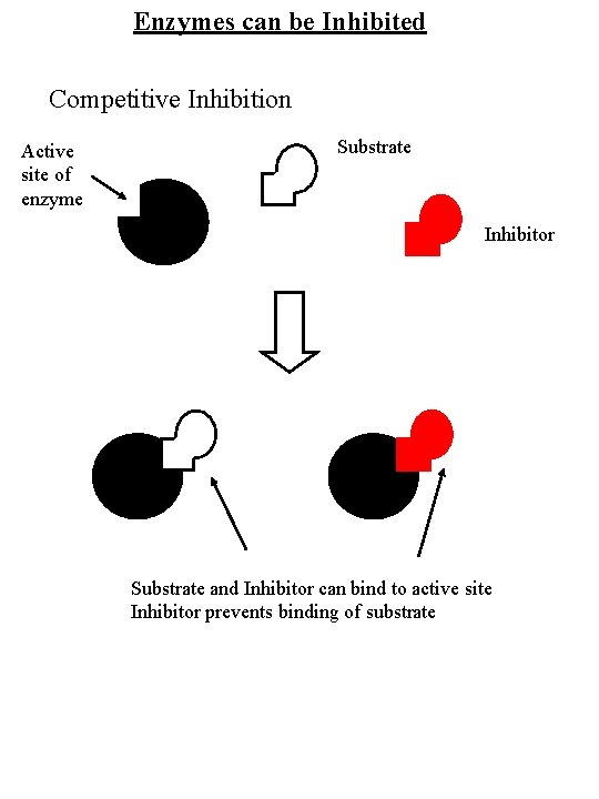 Enzymes can be Inhibited Competitive Inhibition Active site of enzyme Substrate Inhibitor Substrate and