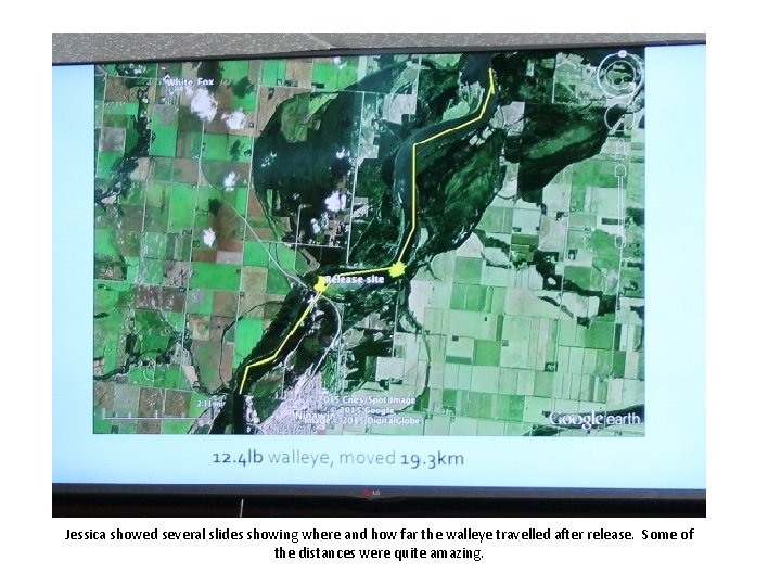 Jessica showed several slides showing where and how far the walleye travelled after release. Jessica showed several slides showing where and how far the walleye travelled after release.