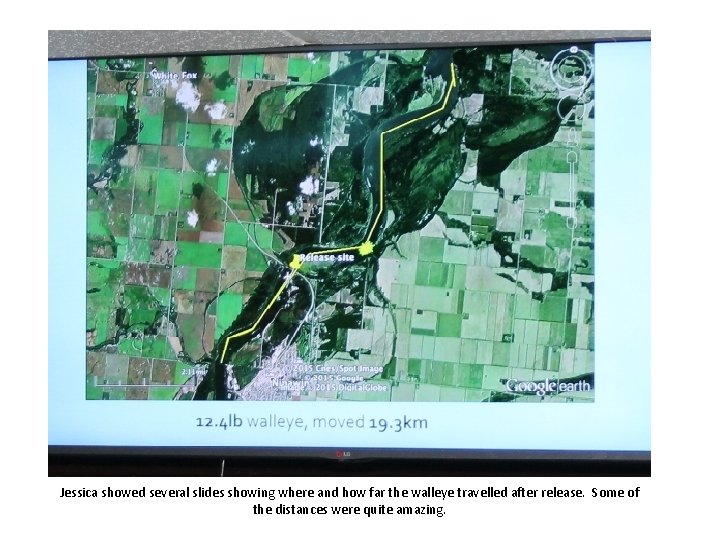 Jessica showed several slides showing where and how far the walleye travelled after release.