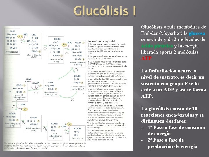 Glucólisis I Glucólisis o ruta metabólica de Embden-Meyerhof: la glucosa se escinde y da