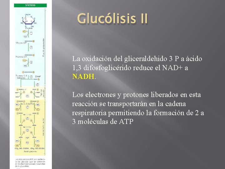 Glucólisis II La oxidación del gliceraldehido 3 P a ácido 1, 3 difosfoglicérido reduce