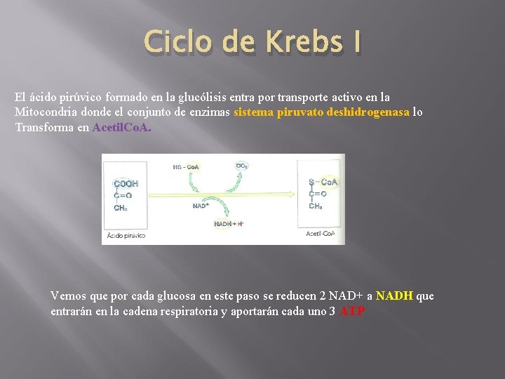 Ciclo de Krebs I El ácido pirúvico formado en la glucólisis entra por transporte