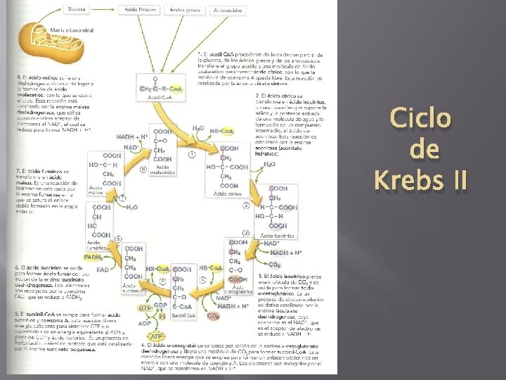 Ciclo de Krebs II 