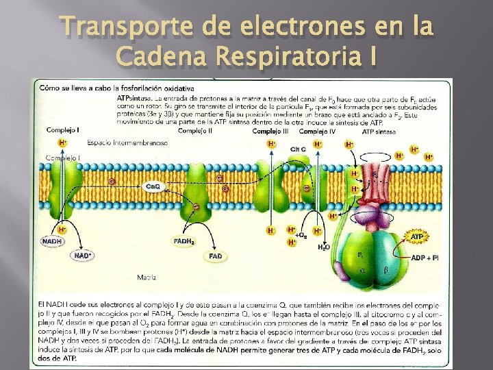 Transporte de electrones en la Cadena Respiratoria I 
