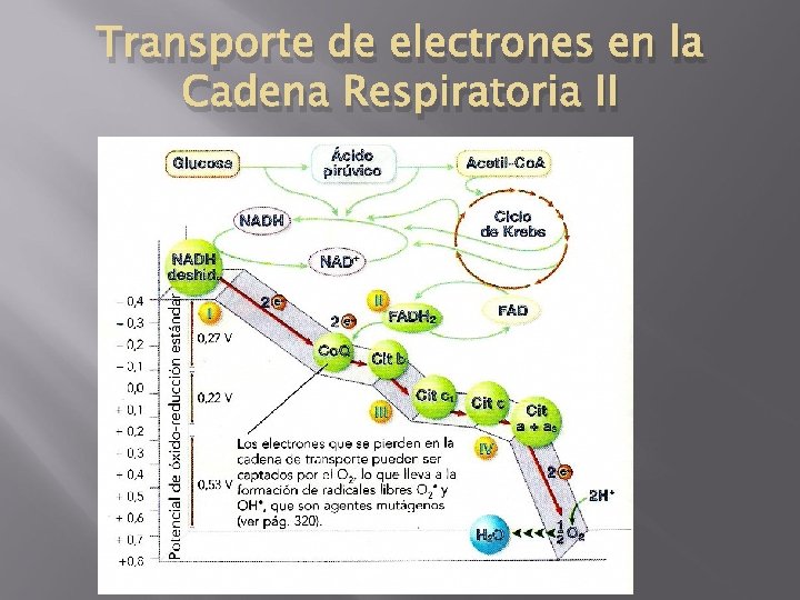 Transporte de electrones en la Cadena Respiratoria II 