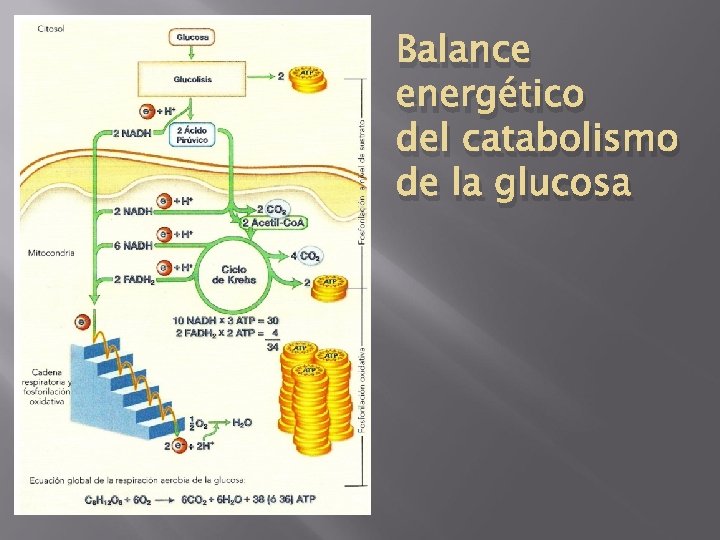 Balance energético del catabolismo de la glucosa 