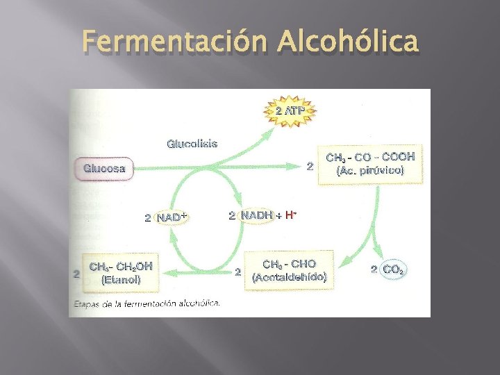 Fermentación Alcohólica 