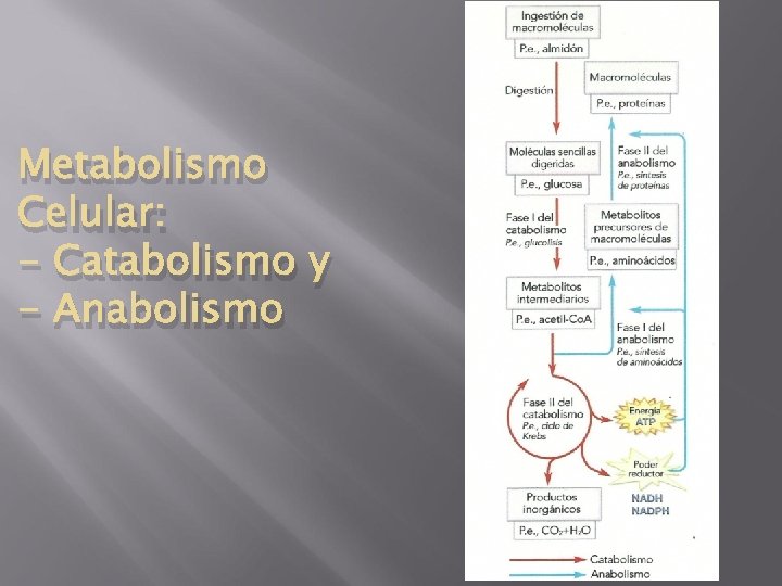 Metabolismo Celular: - Catabolismo y - Anabolismo 