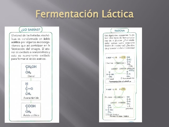 Fermentación Láctica 