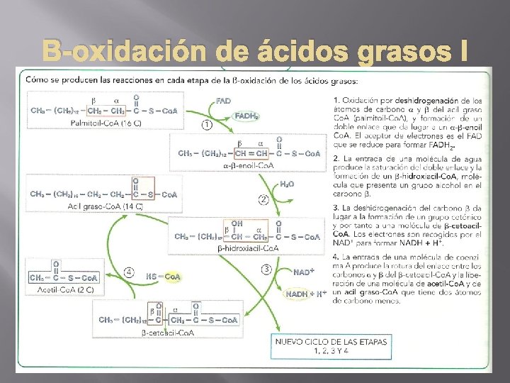 Β-oxidación de ácidos grasos I 