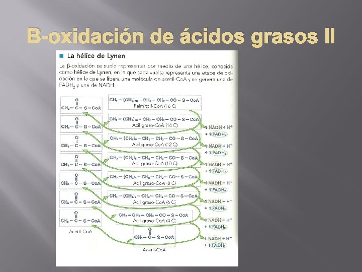 Β-oxidación de ácidos grasos II 