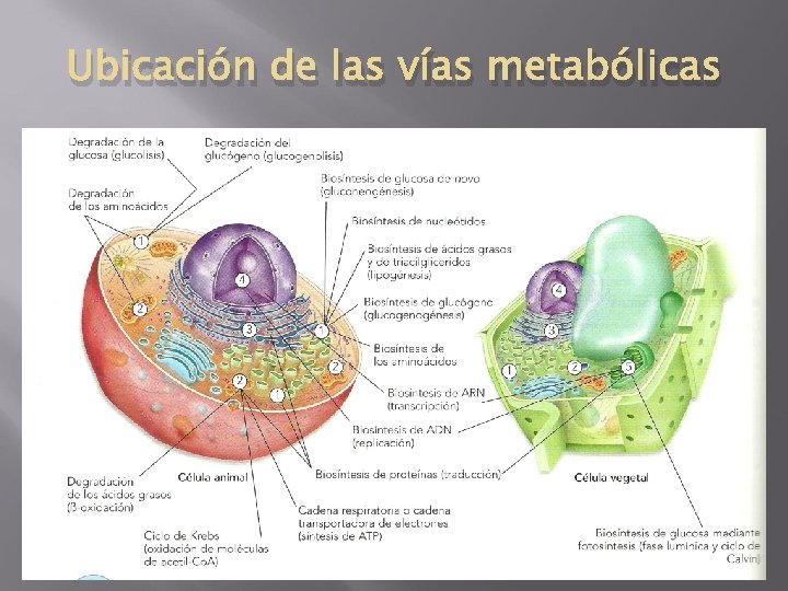 Ubicación de las vías metabólicas 