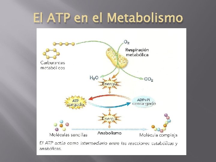 El ATP en el Metabolismo 