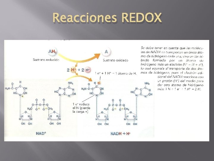 Reacciones REDOX 