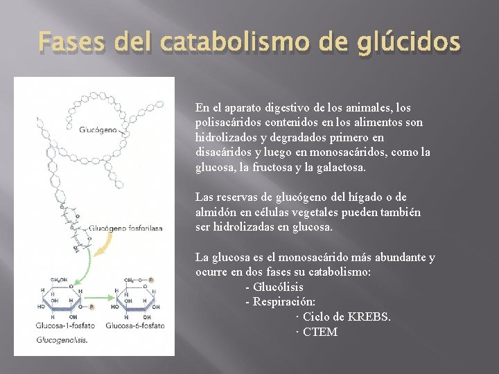 Fases del catabolismo de glúcidos En el aparato digestivo de los animales, los polisacáridos