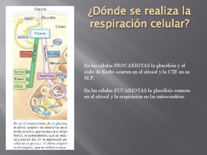 ¿Dónde se realiza la respiración celular? En las células PROCARIOTAS la glucólisis y el