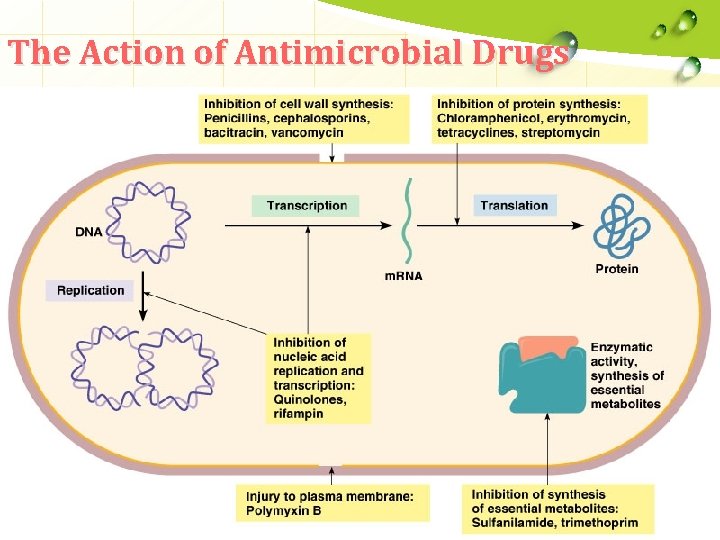 The Action of Antimicrobial Drugs 