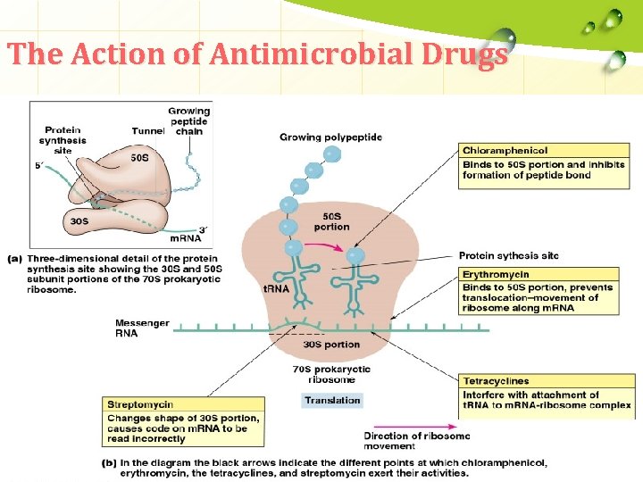 The Action of Antimicrobial Drugs 