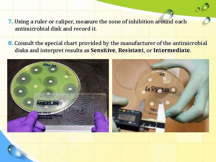 7. Using a ruler or caliper, measure the zone of inhibition around each antimicrobial