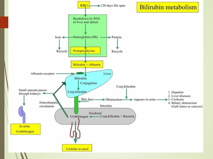 BILIRUBIN METABOLISM 