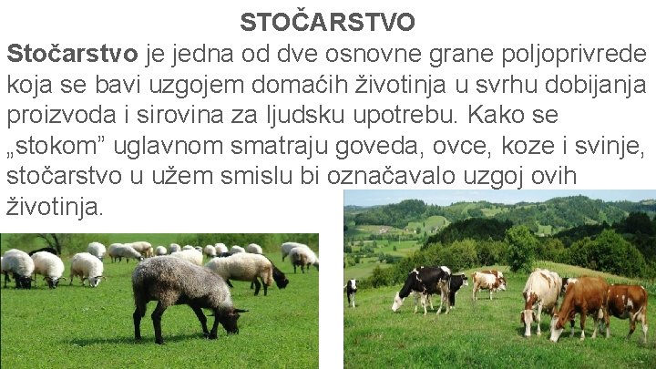 STOČARSTVO Stočarstvo je jedna od dve osnovne grane poljoprivrede koja se bavi uzgojem domaćih