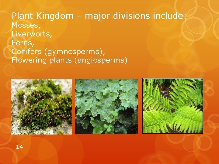 Plant Kingdom – major divisions include: Mosses, Liverworts, Ferns, Conifers (gymnosperms), Flowering plants (angiosperms)