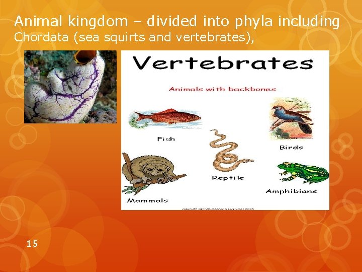 Animal kingdom – divided into phyla including Chordata (sea squirts and vertebrates), 15 