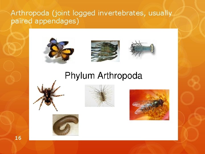 Arthropoda (joint logged invertebrates, usually paired appendages) 16 