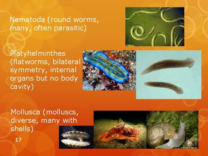 Nematoda (round worms, many, often parasitic) Platyhelminthes (flatworms, bilateral symmetry, internal organs but no